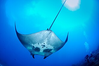 Manta Ray